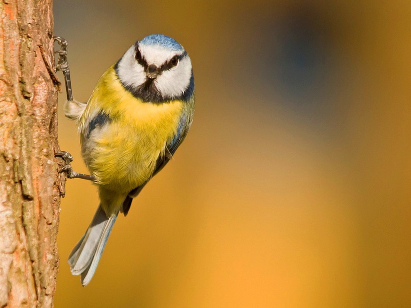 Синица ухватилась лапками за кору