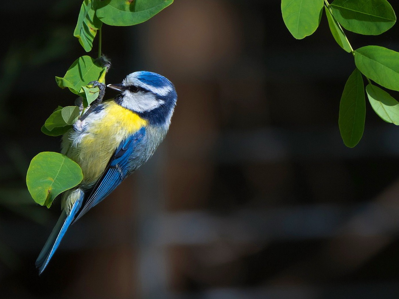 Синица сидит на зеленых листьях
