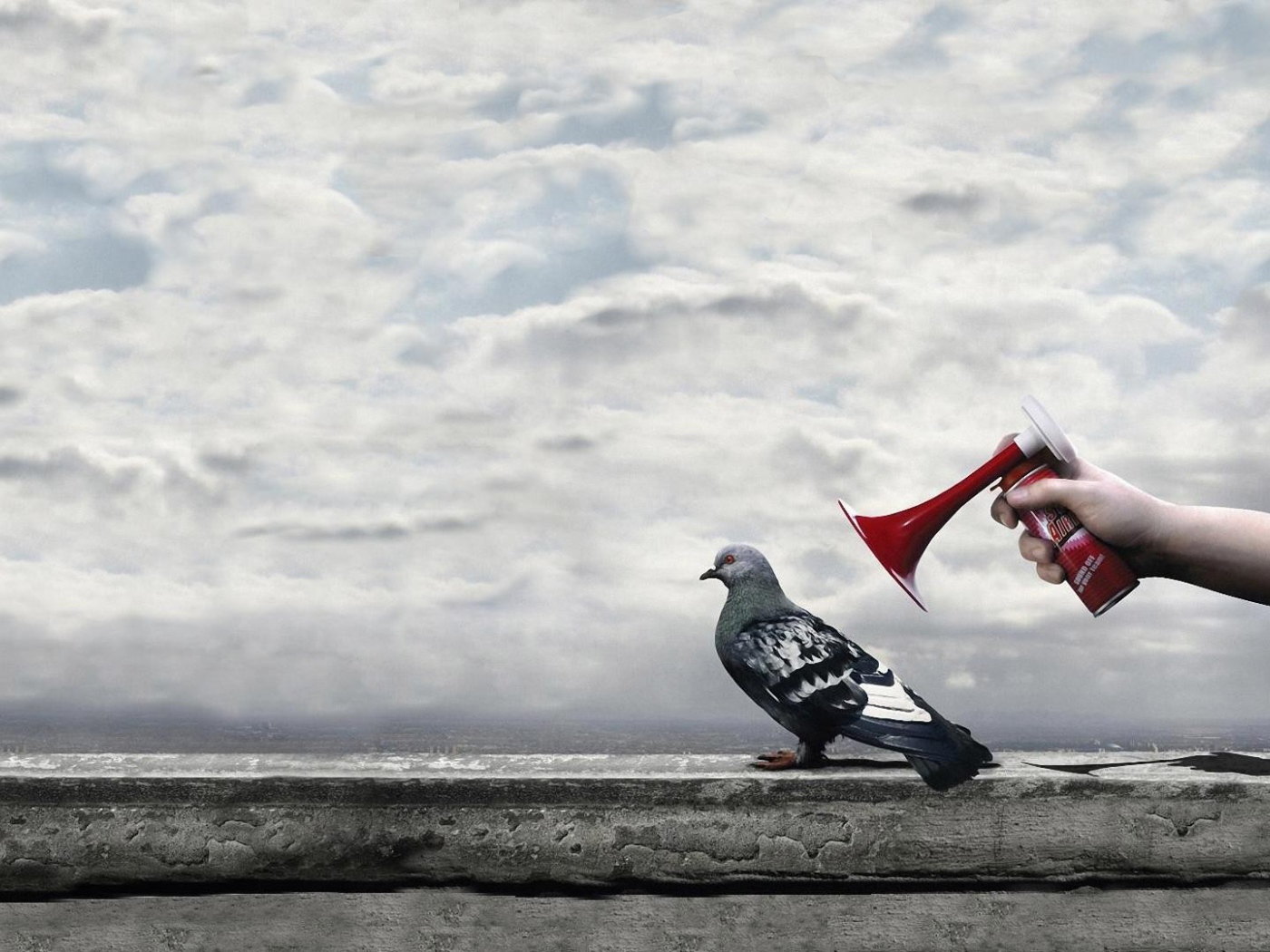 Гудок у уха городского голубя