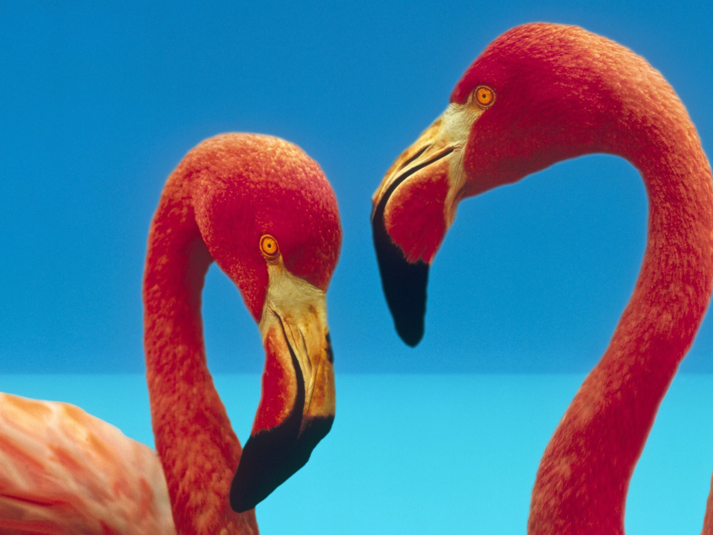 Две птицы фламинго