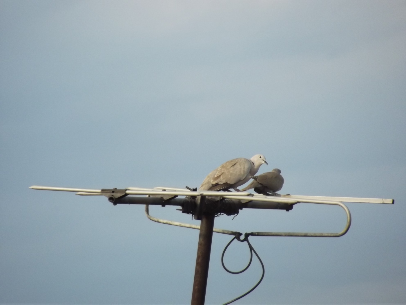 Два голубя на телевизионной антенне