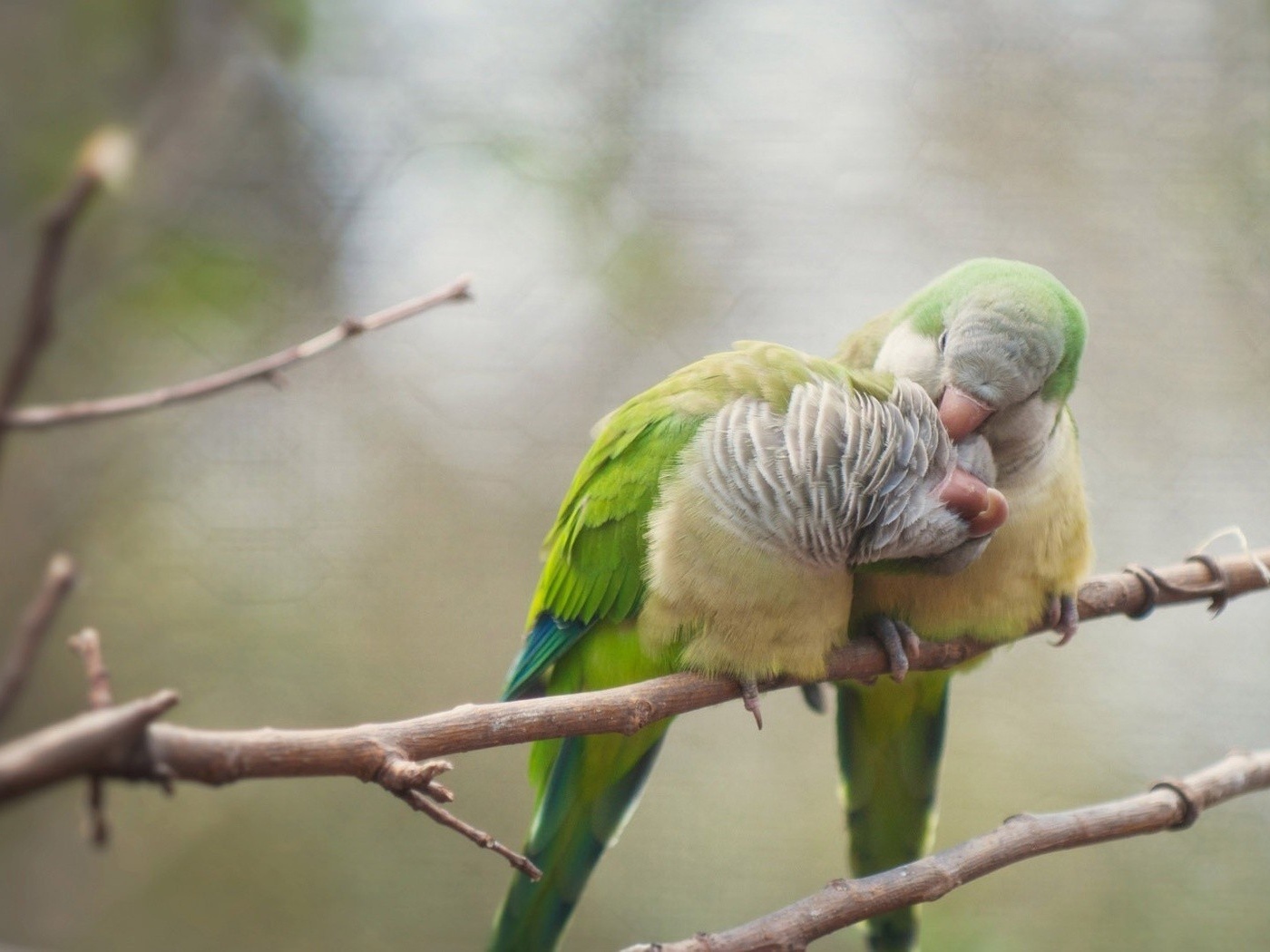 Два попугая чистят друг другу перья