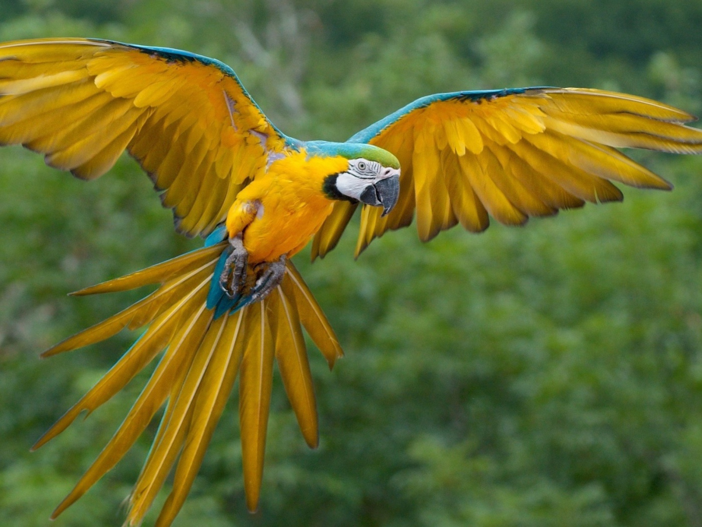 Желтый попугай Ара с синими перьями по краю крыла