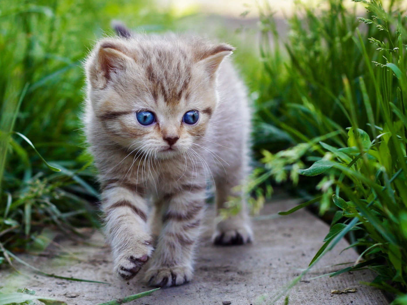 Голубоглазый котенок идет среди травы