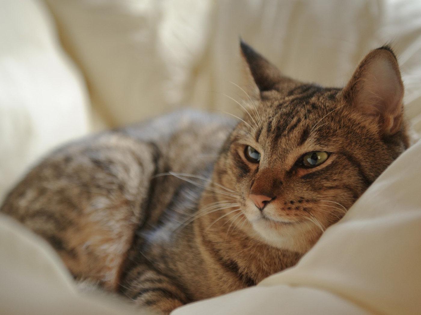 Кот на мягкой перине