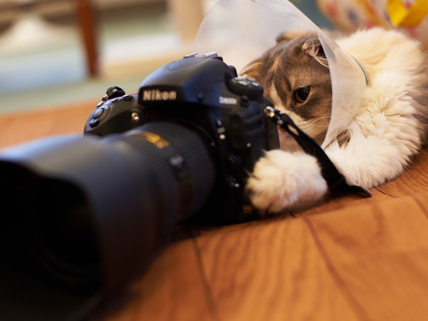 Кот играет с фотоаппаратом