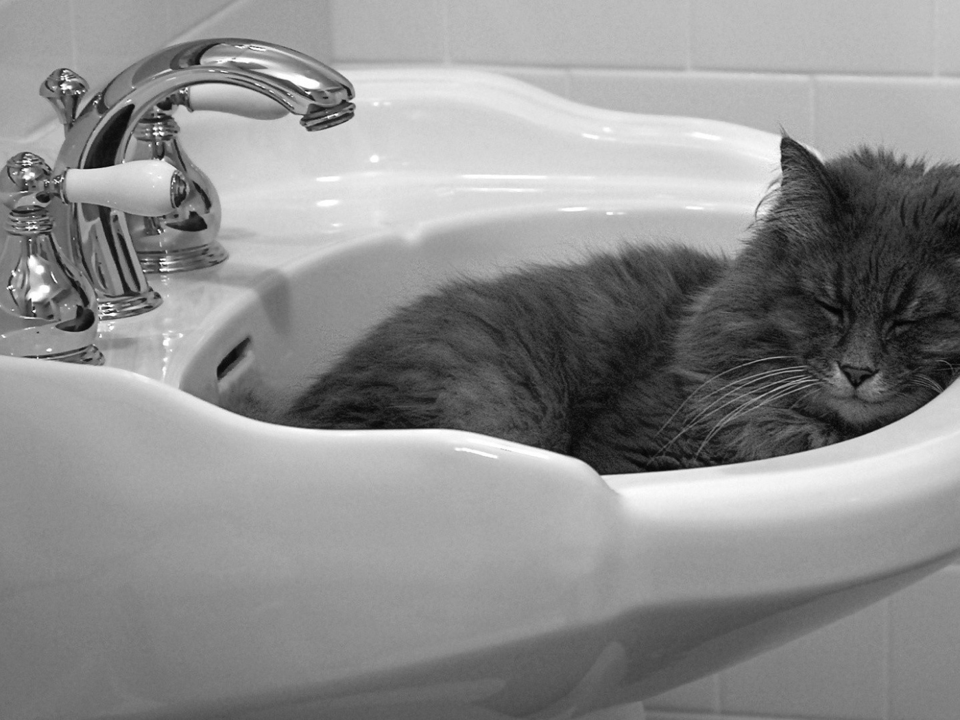 Кот мирно спит в раковине