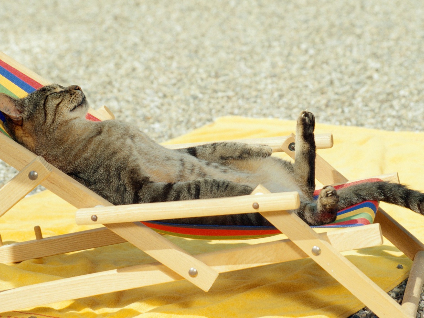 Кот загорает на пляже