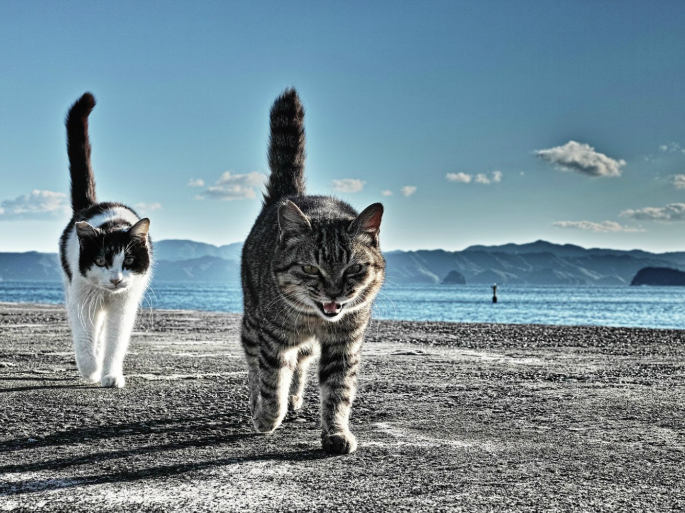 Коты готовы к драке