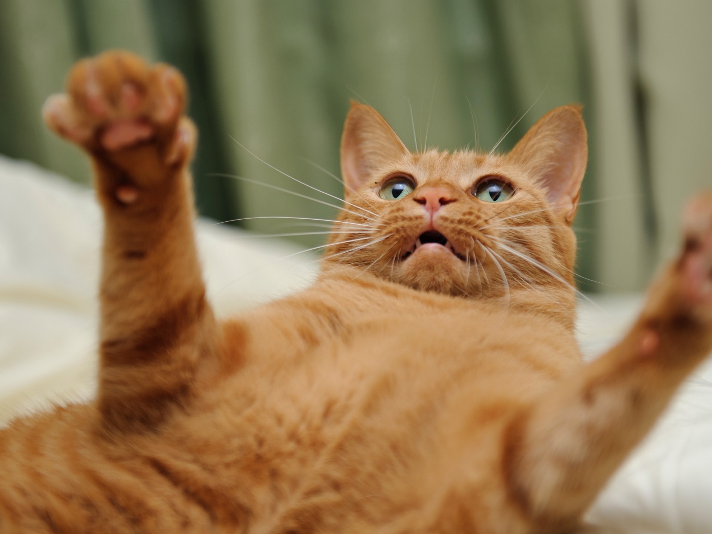 Огненно рыжий кот на спине