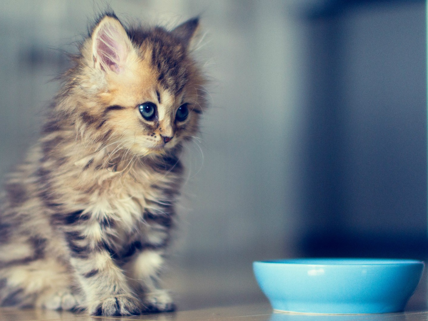 Пушистый котенок у мисочки