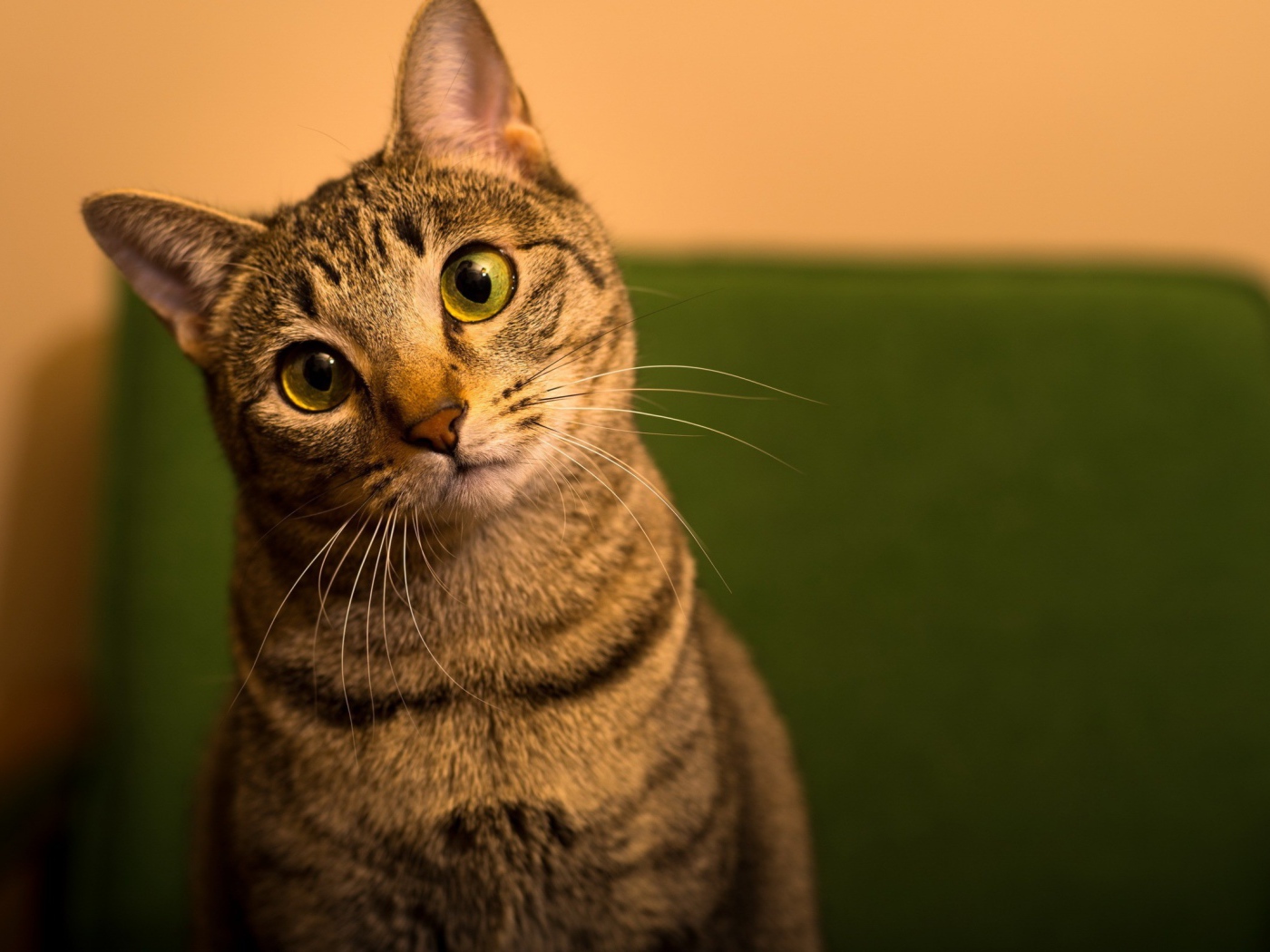 Забавный зеленоглазый домашний кот