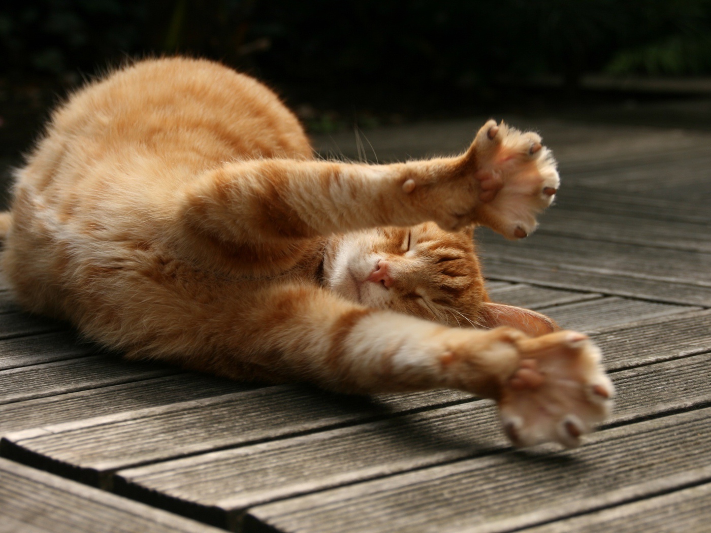 Рыжий кот потягивается на полу