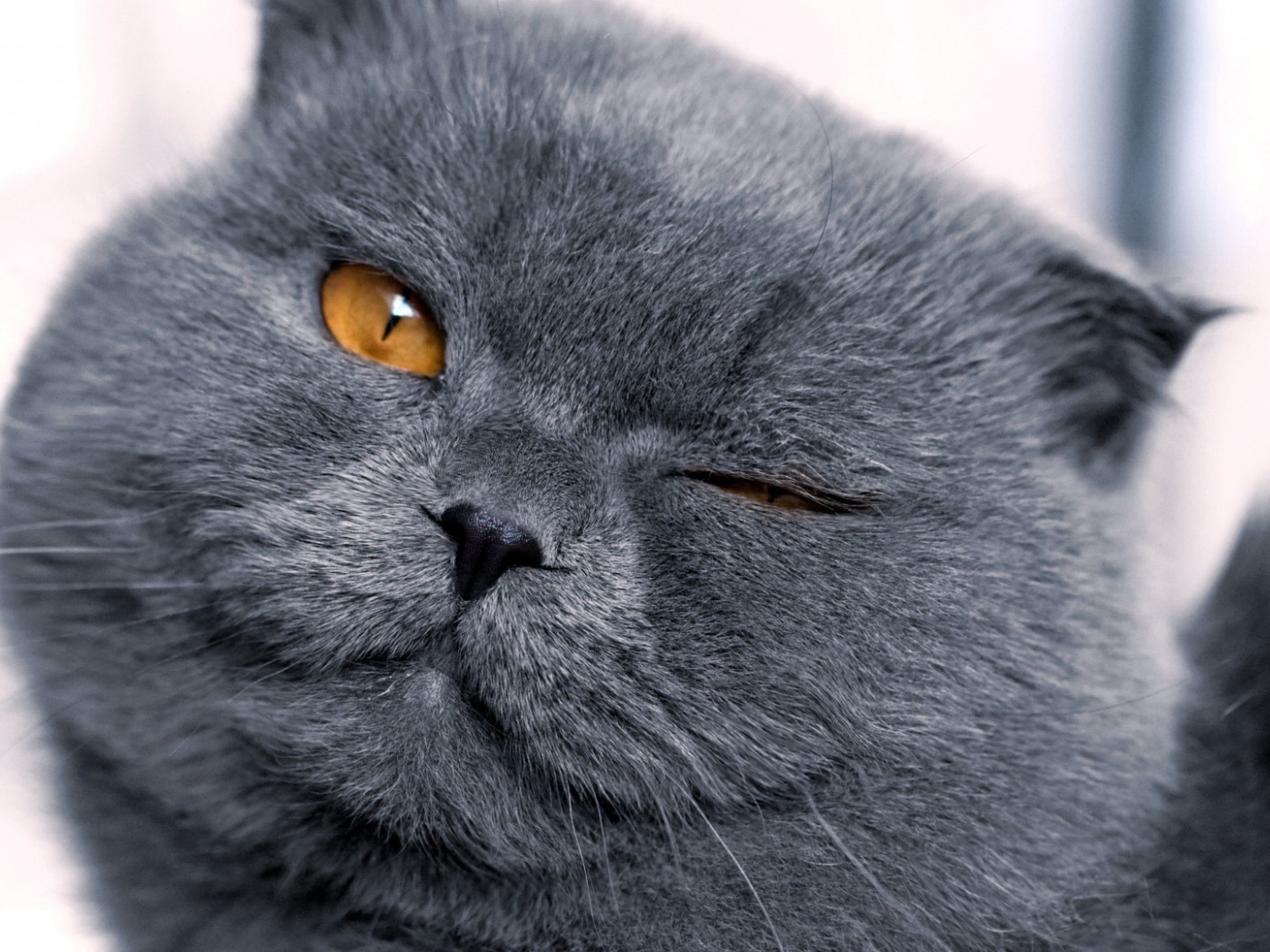 Серый британец подмигивает