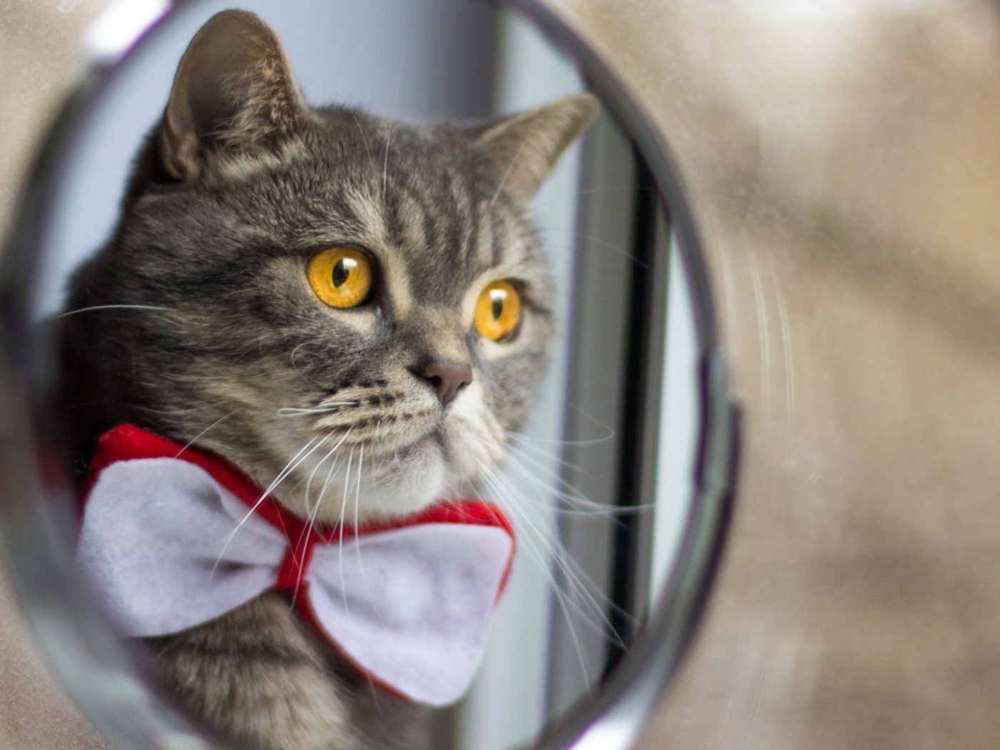 Серый кот в бабочке у зеркала