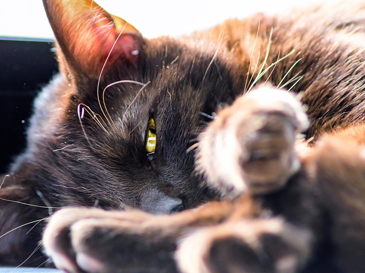 Серый кот лежит на боку