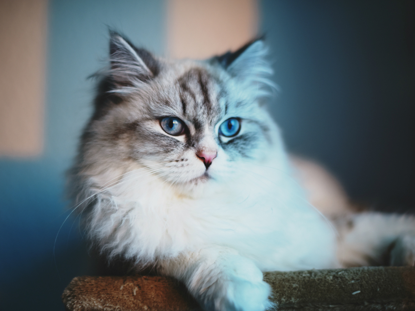 Серый кот с голубыми глазами