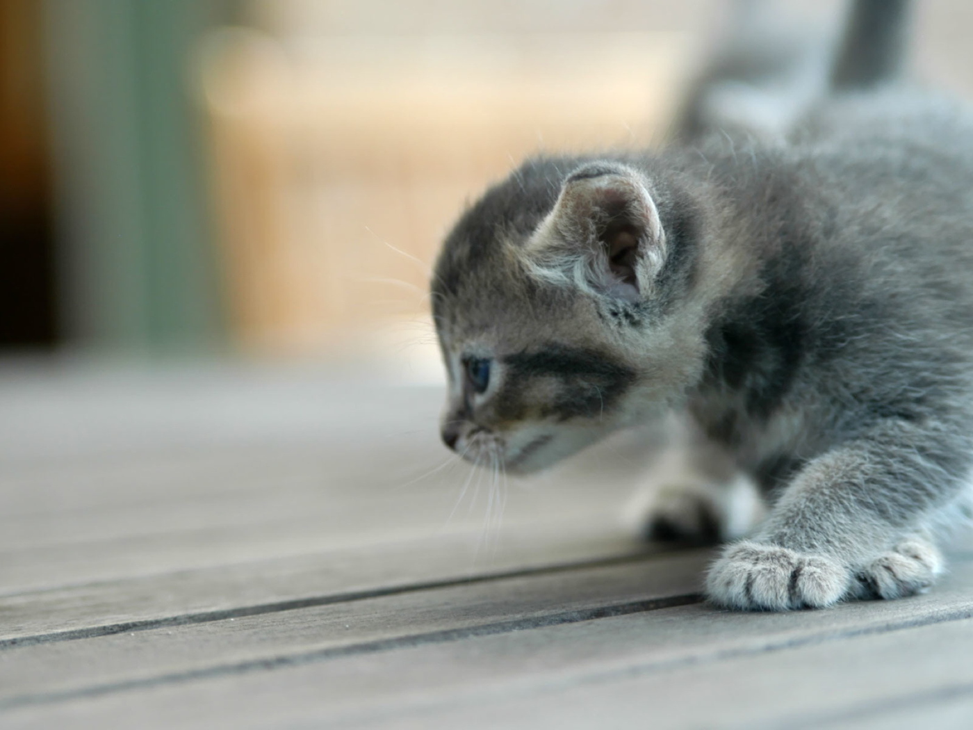 Серый игривый котенок