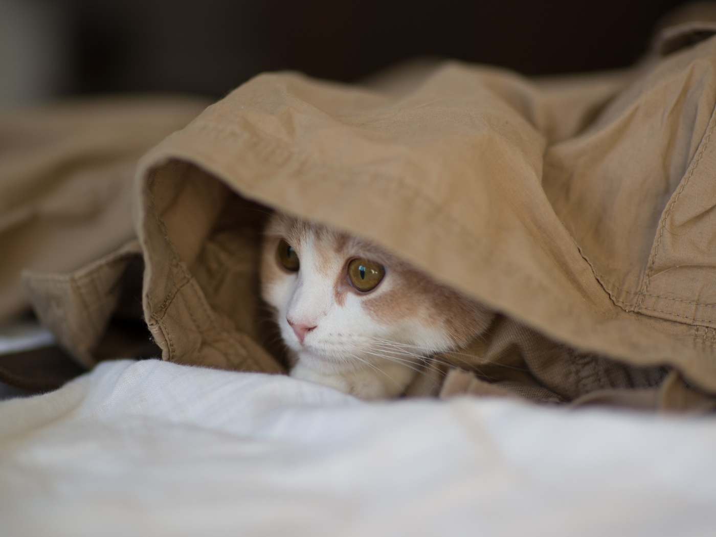 Котенок играет в прятки