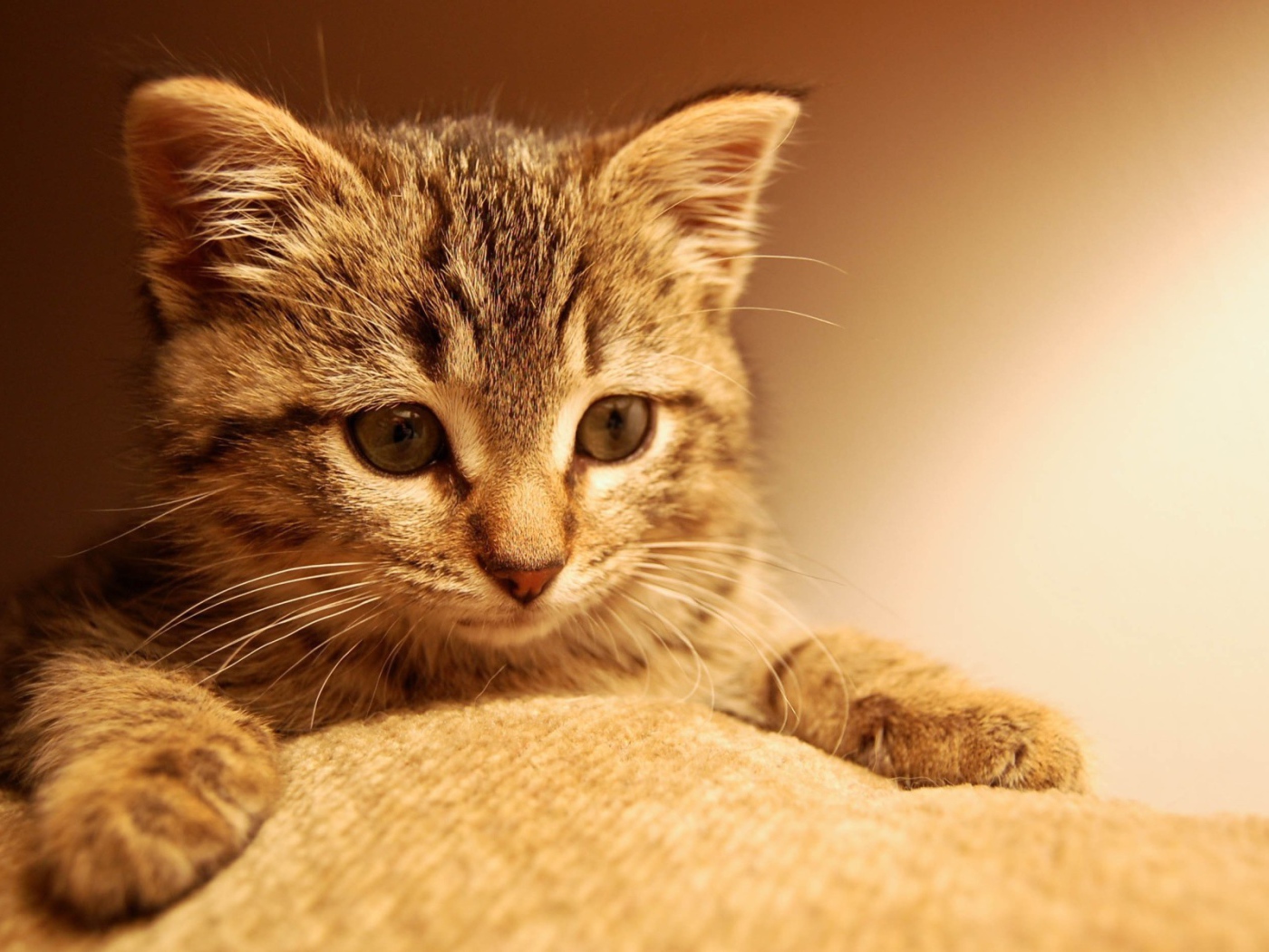 Котенок положил лапы на ткань