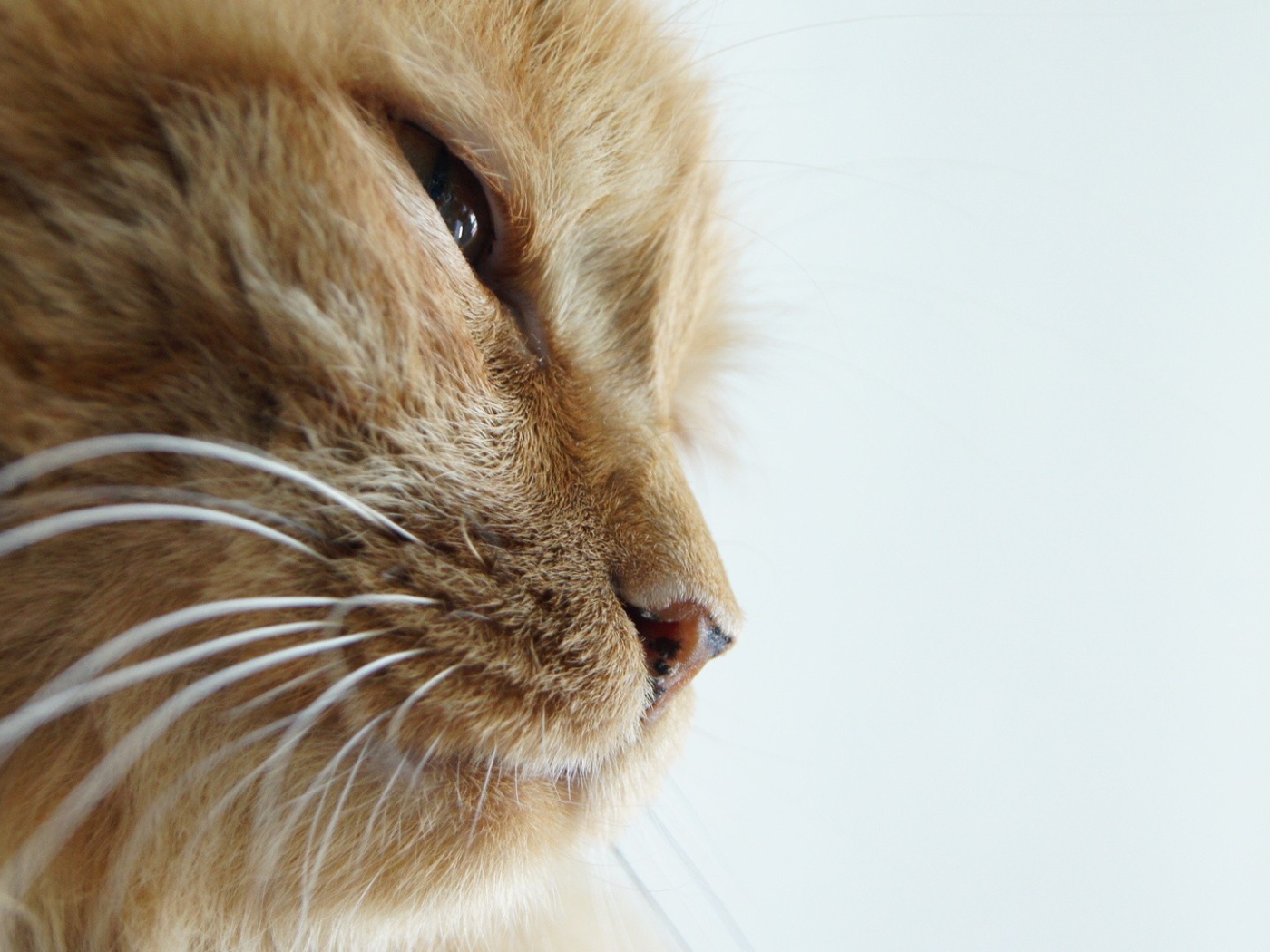 Морда старого рыжего кота