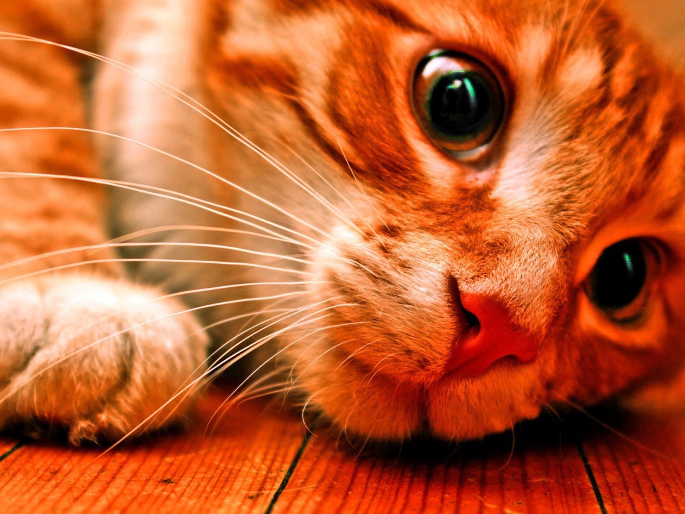 Розовоносый кот заглядывает под кровать