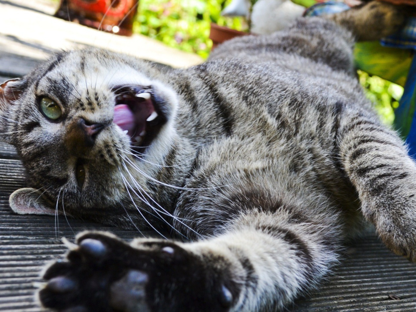 Довольный забавный кот