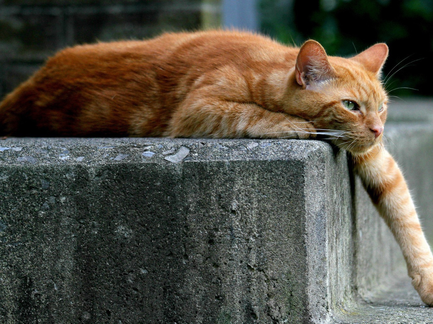 Рыжий кот опустил лапу вниз