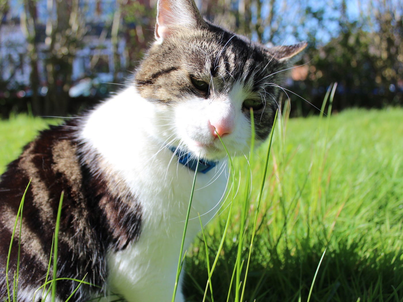 Грустный домашний кот на траве