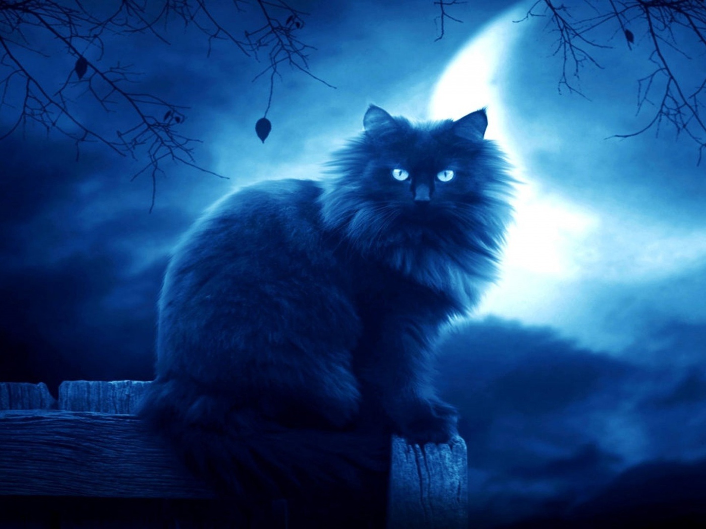 Лохматый черный кот на фоне луны