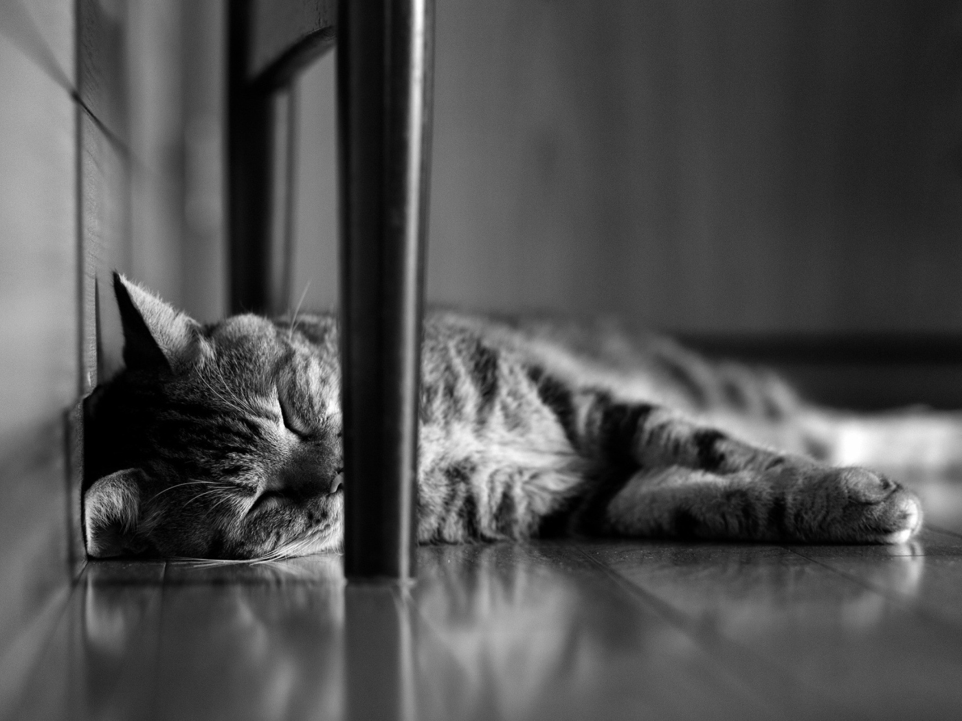 Кот сладко спит под стулом