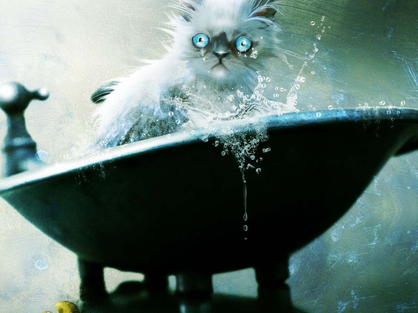 Голубоглазый кот не рад купанию