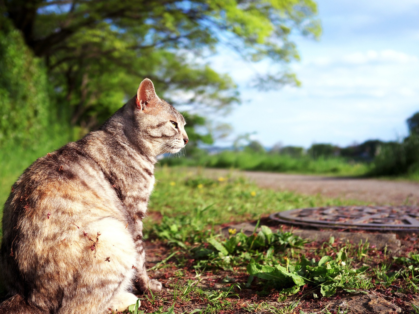 Кот сидит на земле возле люка