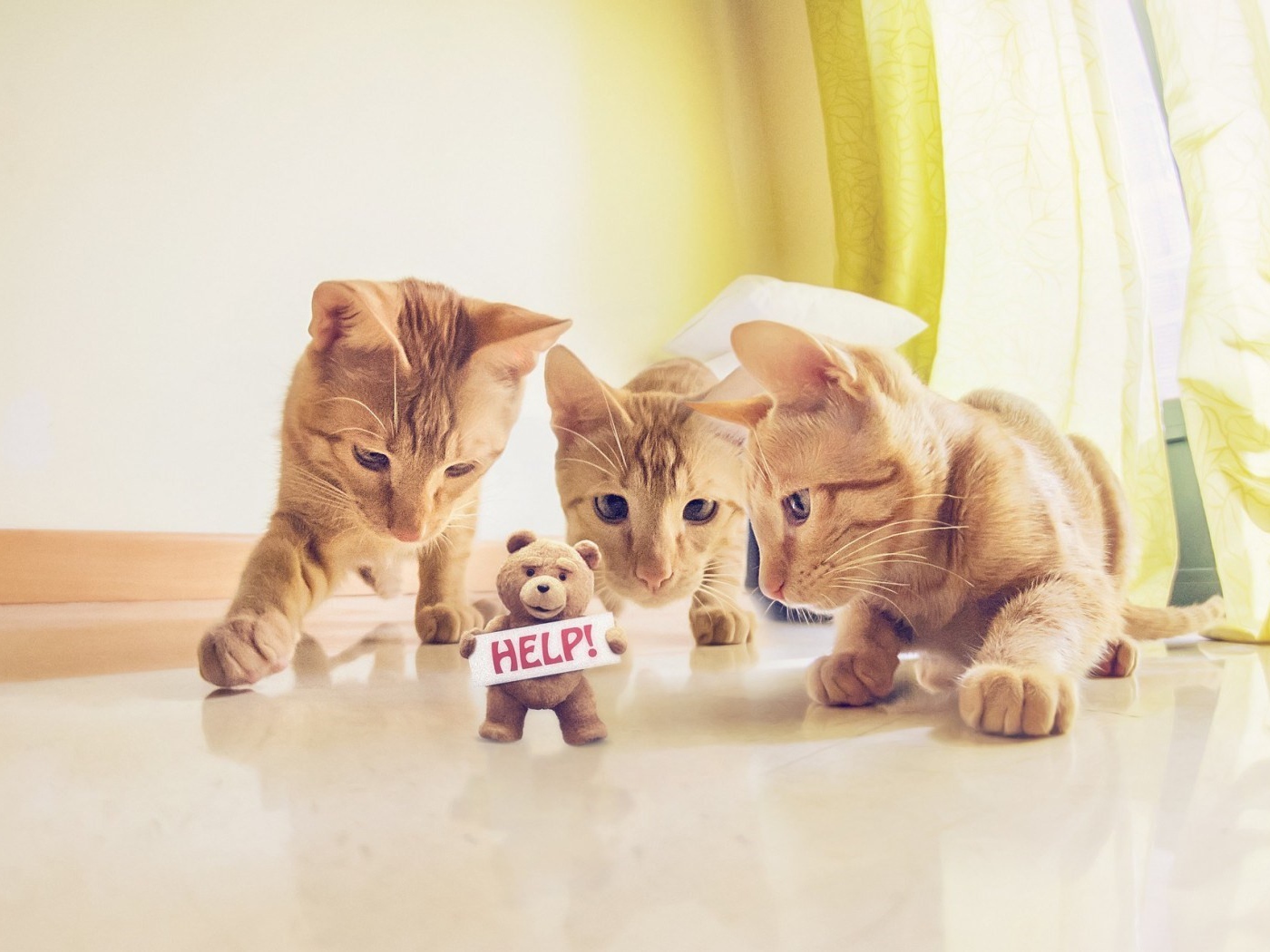 Игрушка просит спасения от котов