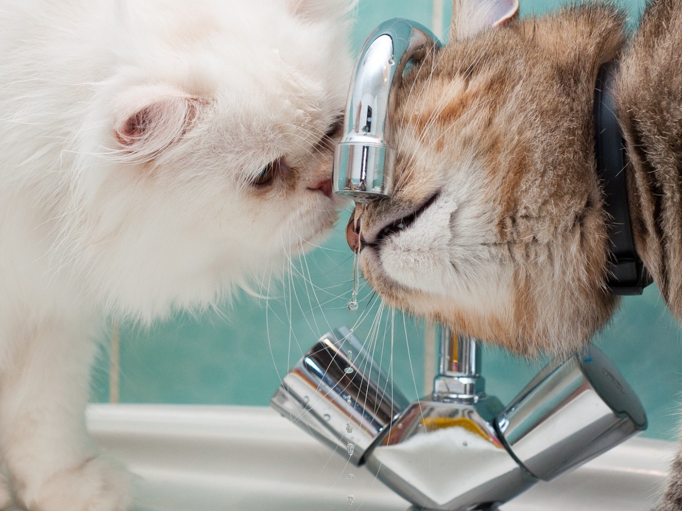 Два кота пьют воду из под крана