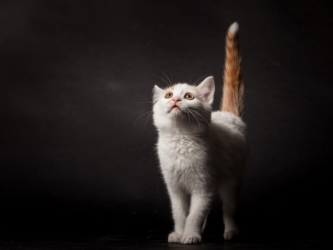 Белый котенок с рыжим хвостом