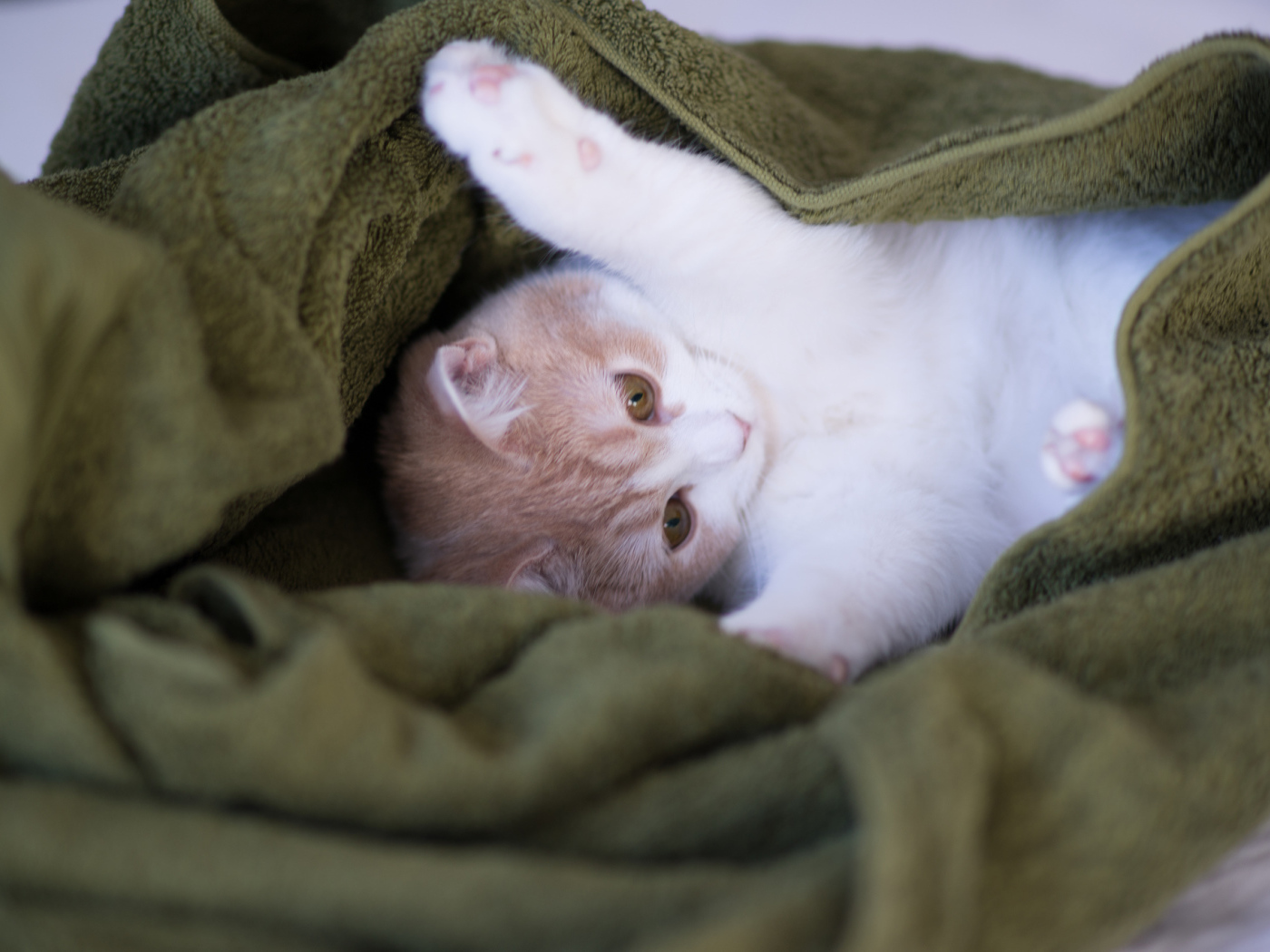 Котенок в зеленом полотенце
