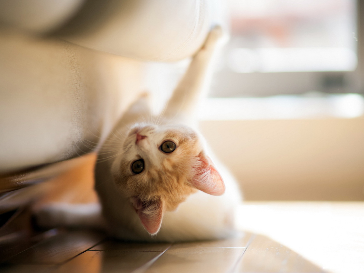 Игривый котенок под диваном