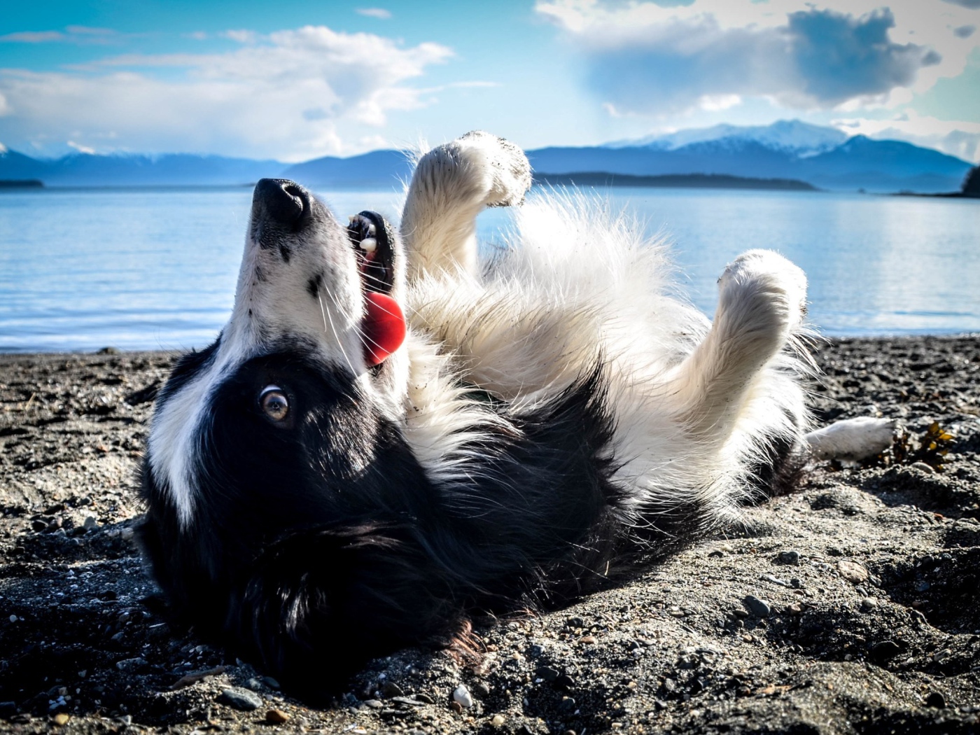 Черно белая собака лежит на спине на пляже