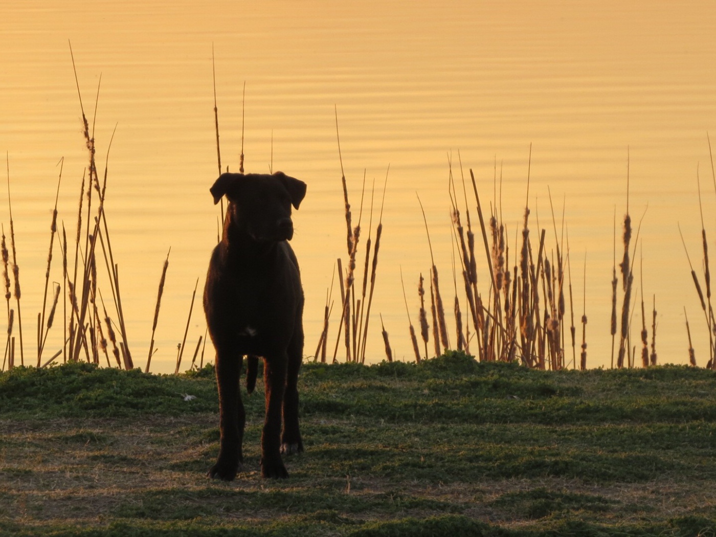 Черный пес на берегу озера
