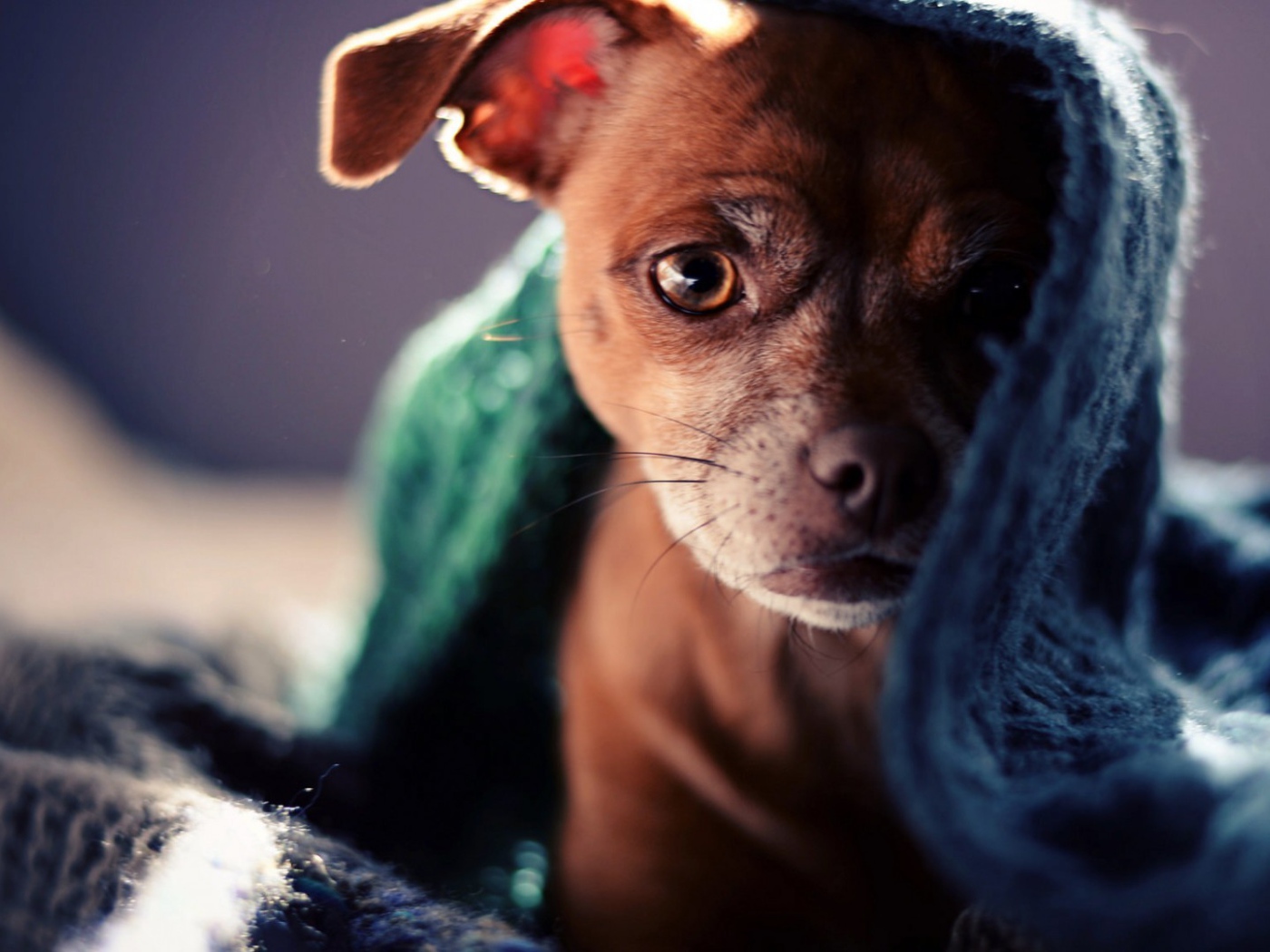 Коричневый щенок под полотенцем