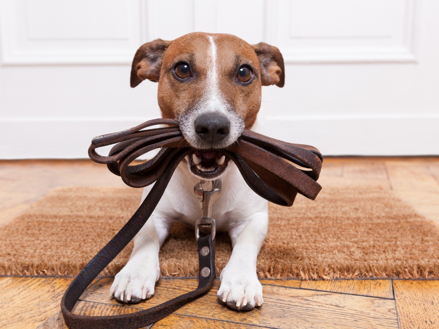 Собака держит поводок в зубах