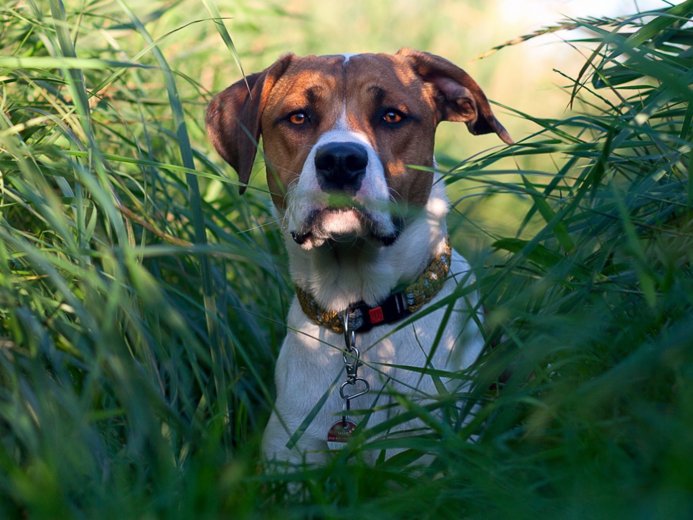 Собака в зеленых зарослях травы