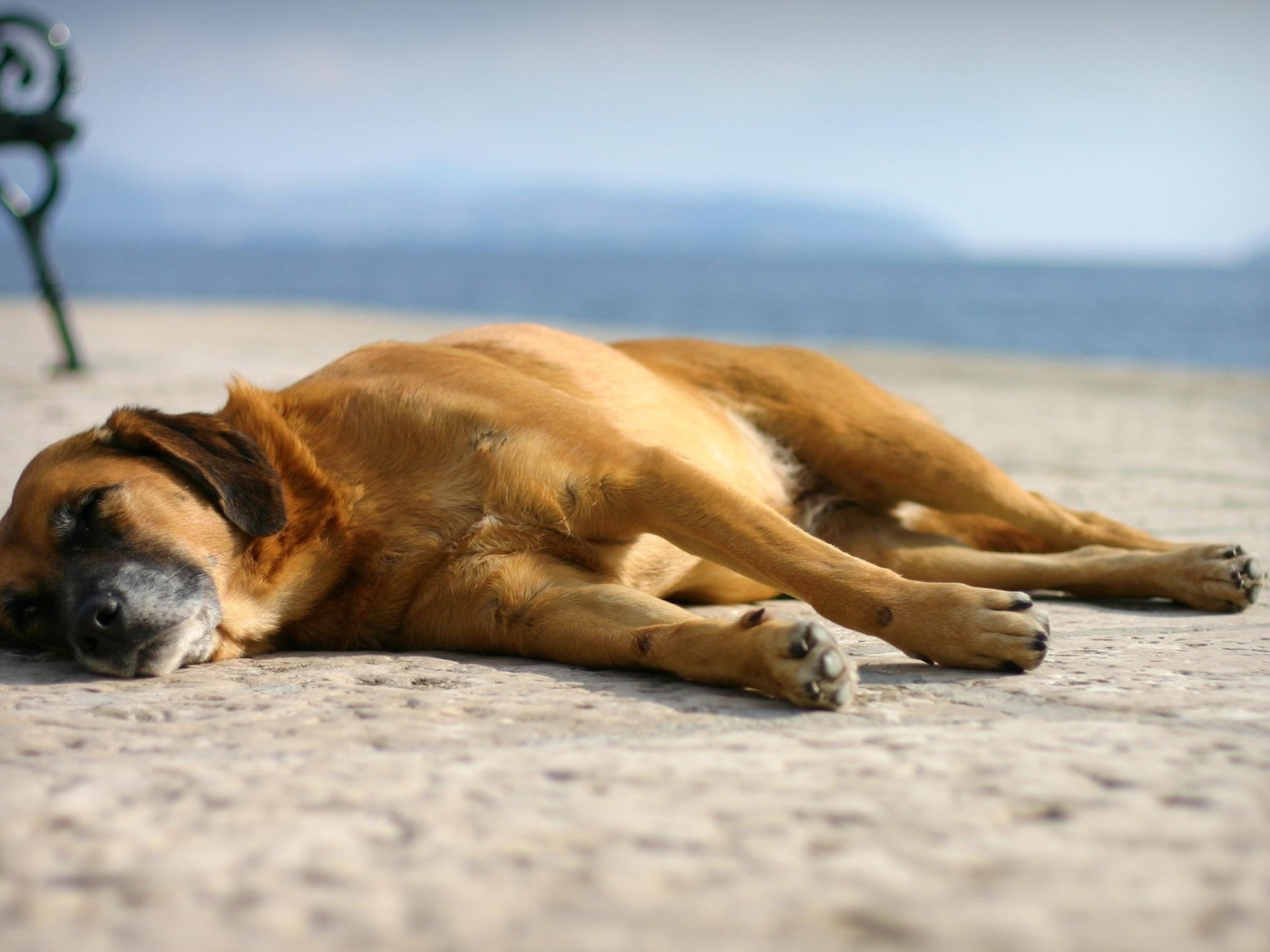 Собака спит на набережной