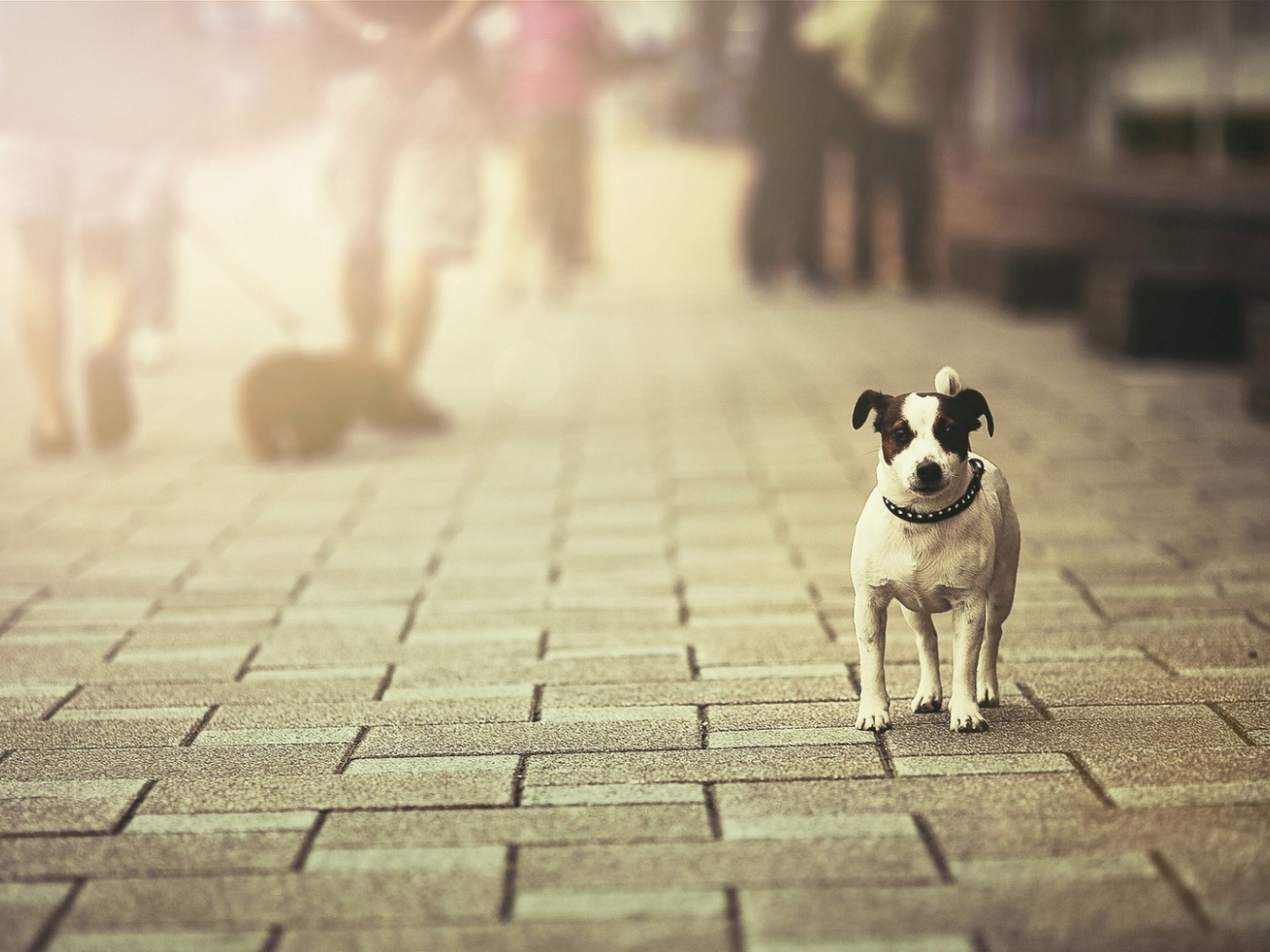 Собака с черными ушами на уличной брусчатке