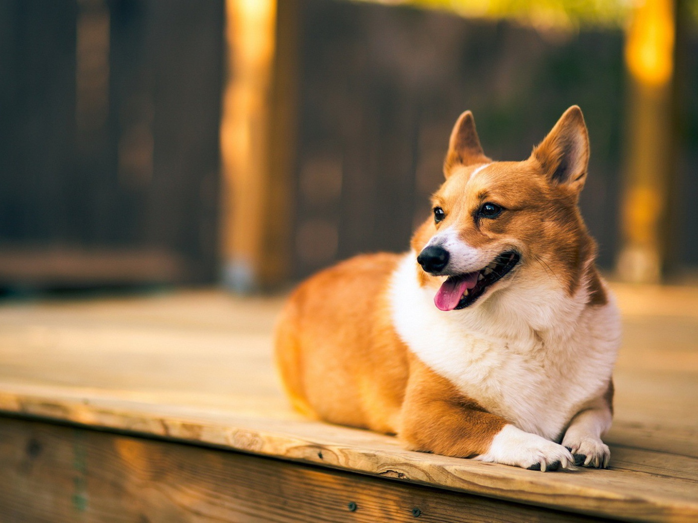 Верный веселый корги