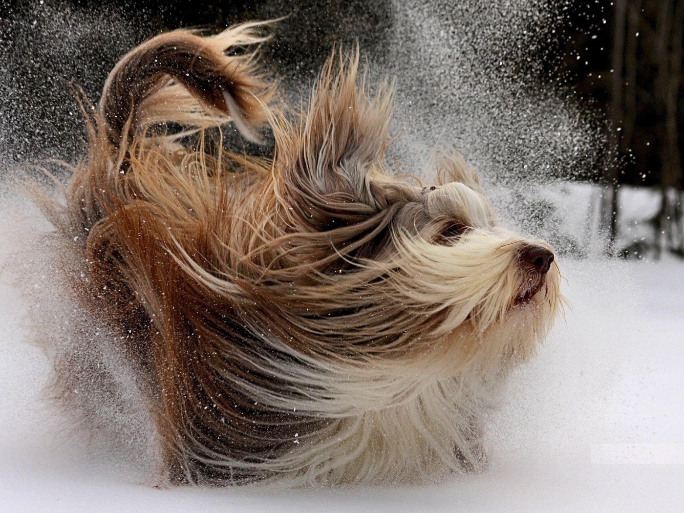 Счастливая собака с длинной шерстью играет в снегу