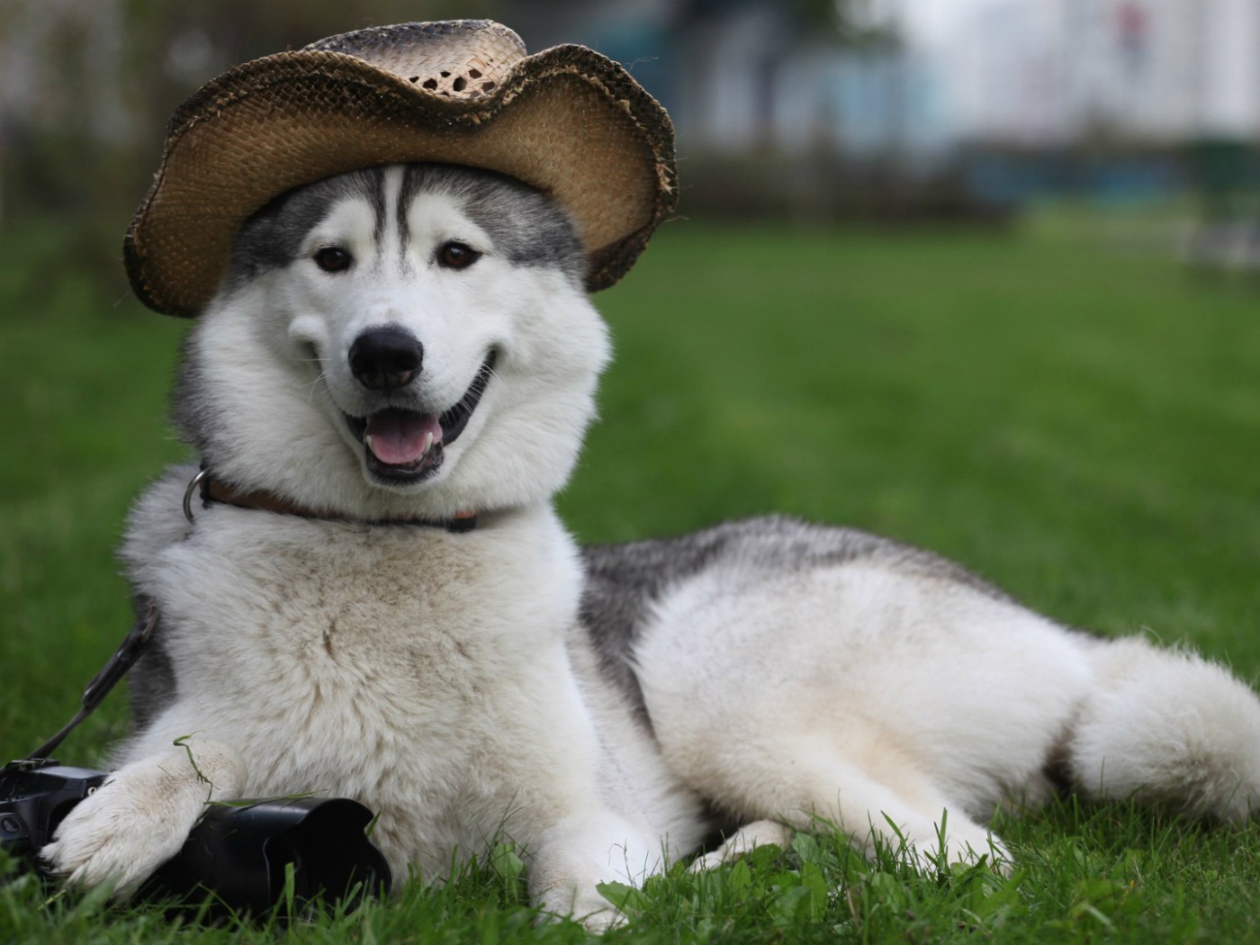Собака лайка в шляпе