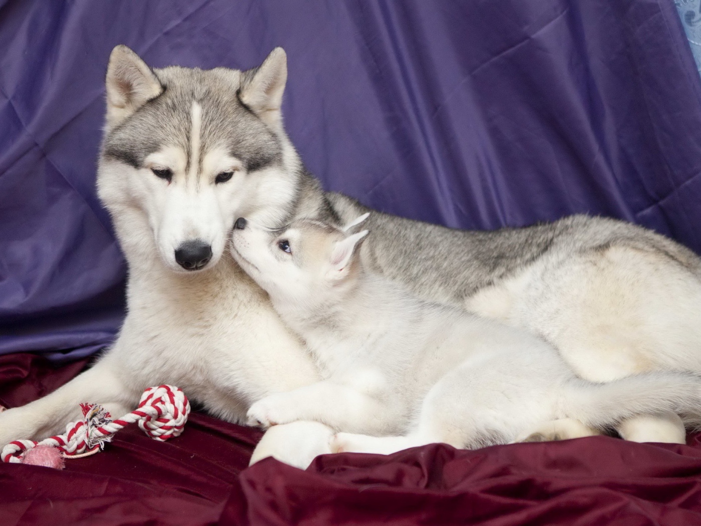 Щенок с мамой хаски