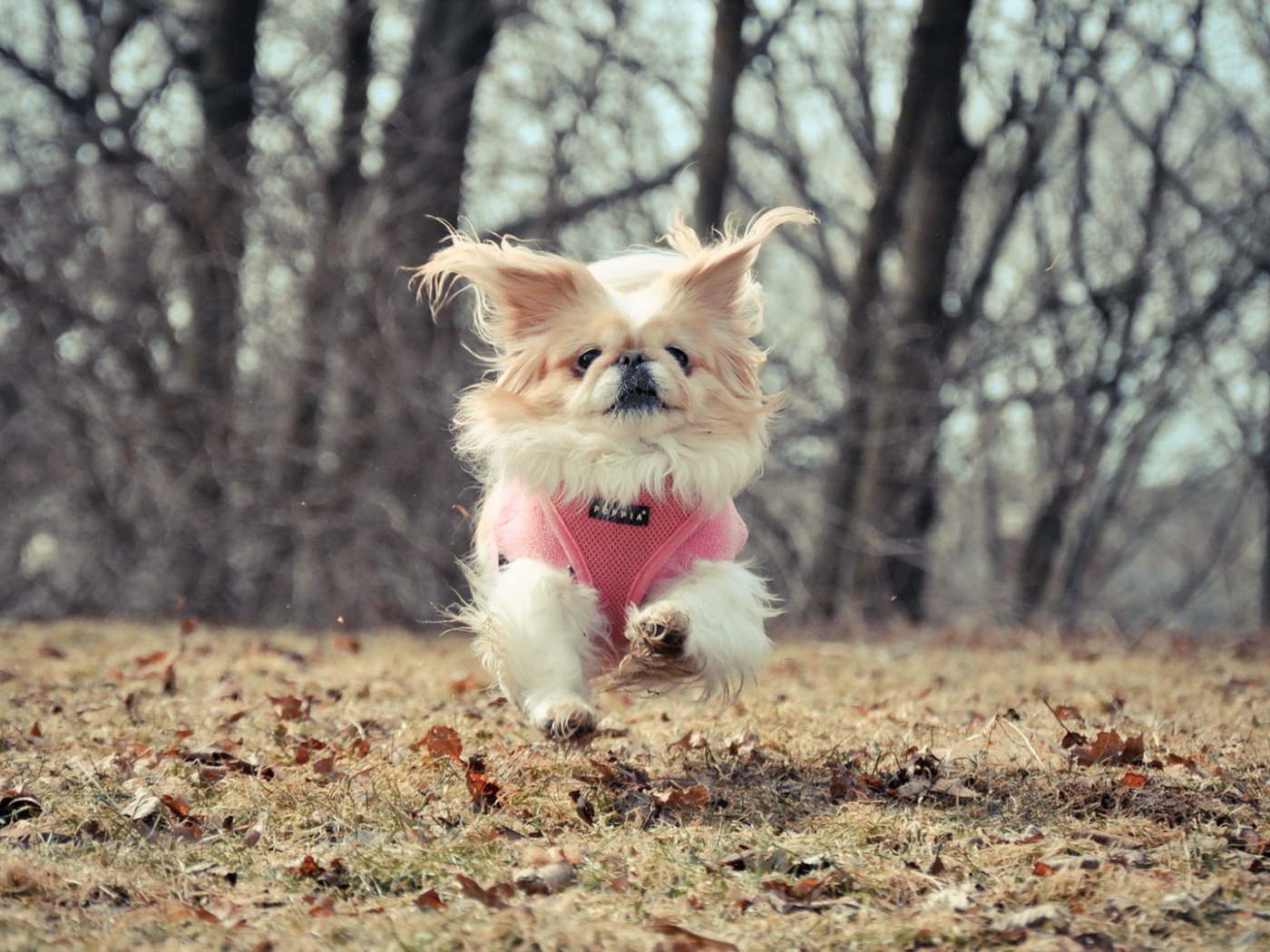 Маленькая собака бежит по опавшим листьям